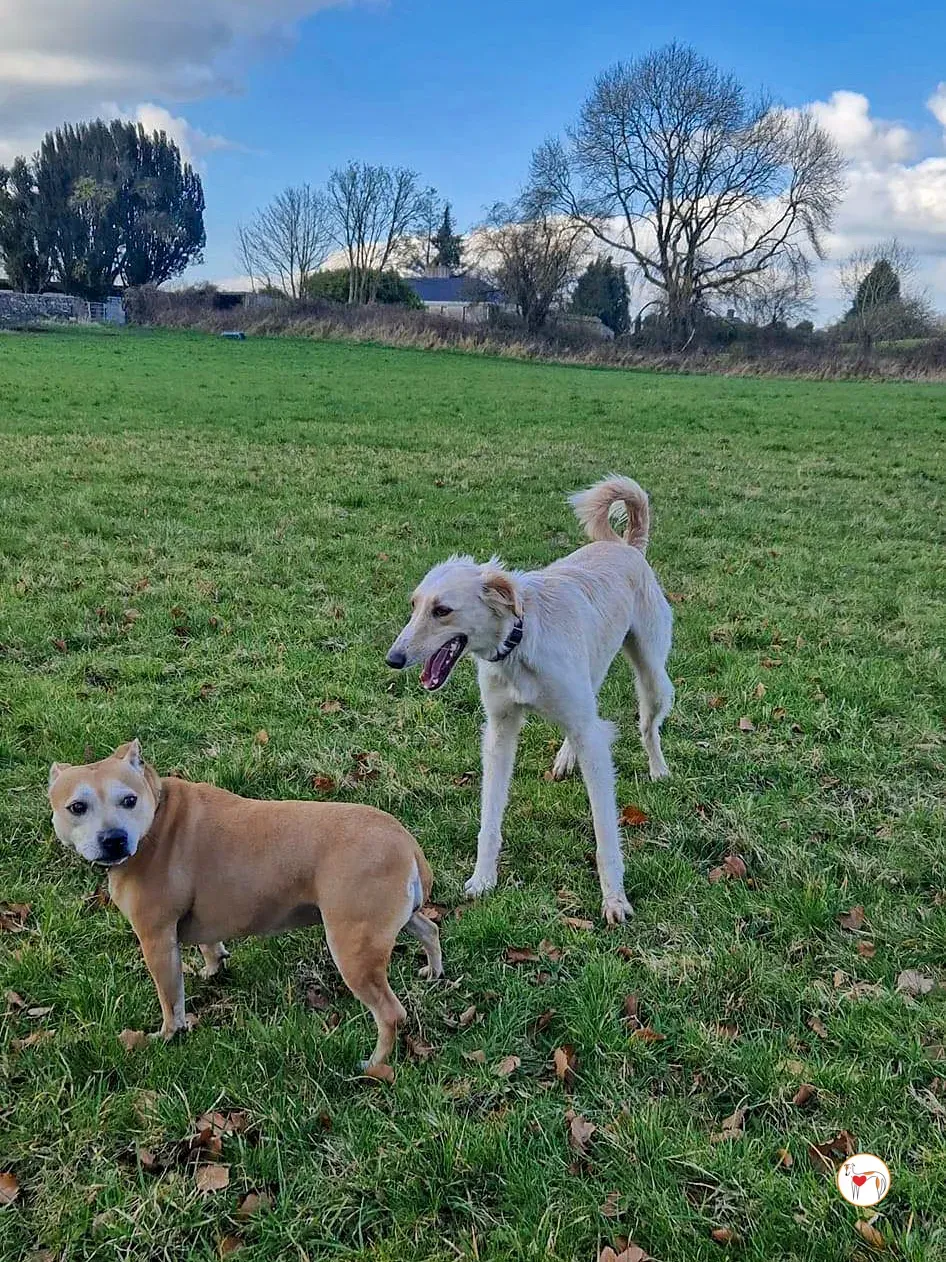 chandler grey adozione 20