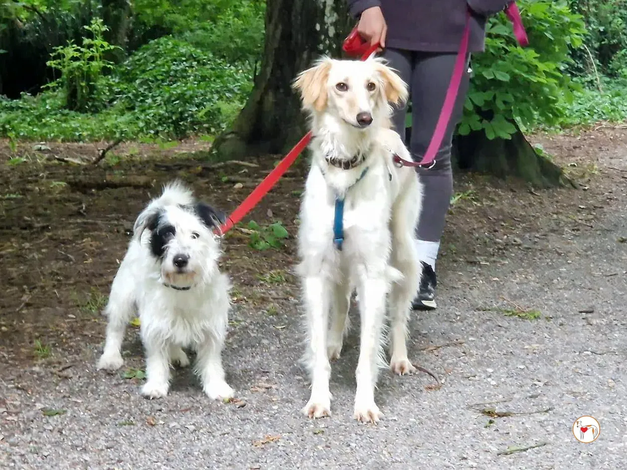 chandler grey adozione 21