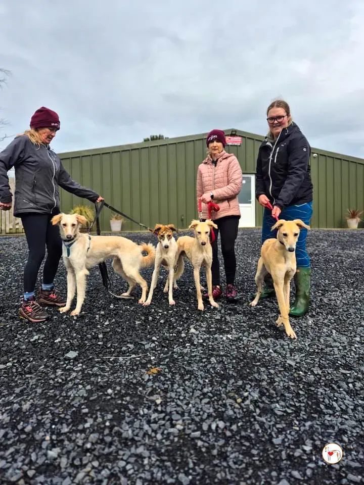 chandler grey adozione 22