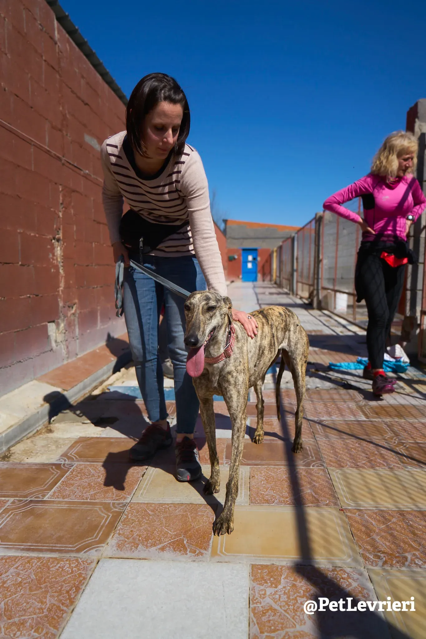 chantilly adozione galgo 1