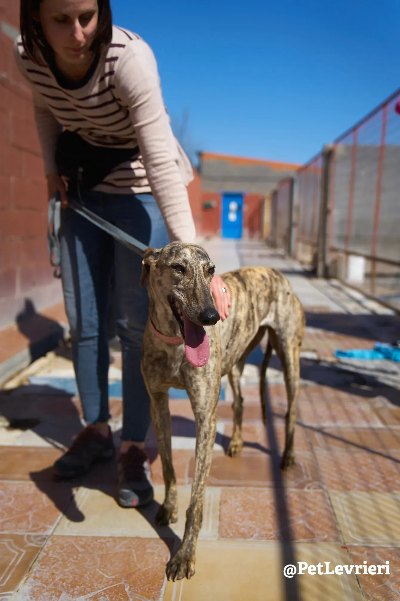 chantilly adozione galgo 2