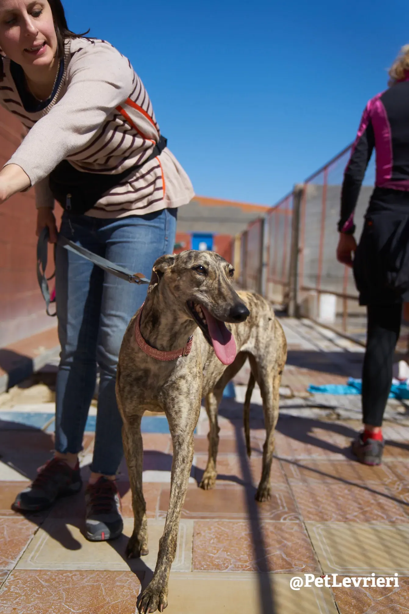 chantilly adozione galgo 3