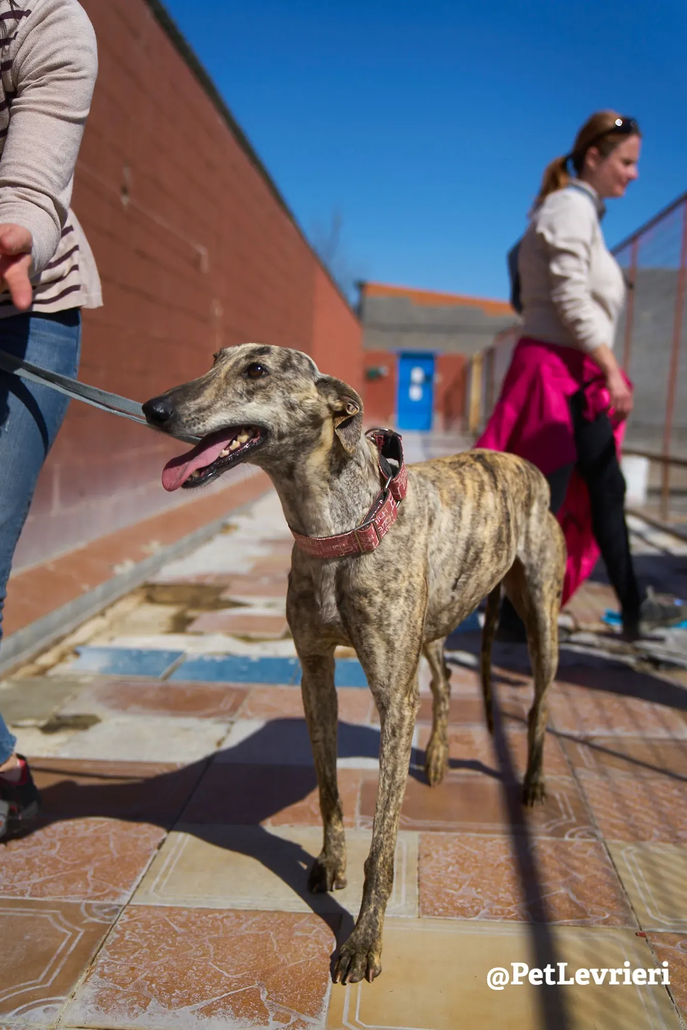 chantilly adozione galgo 4