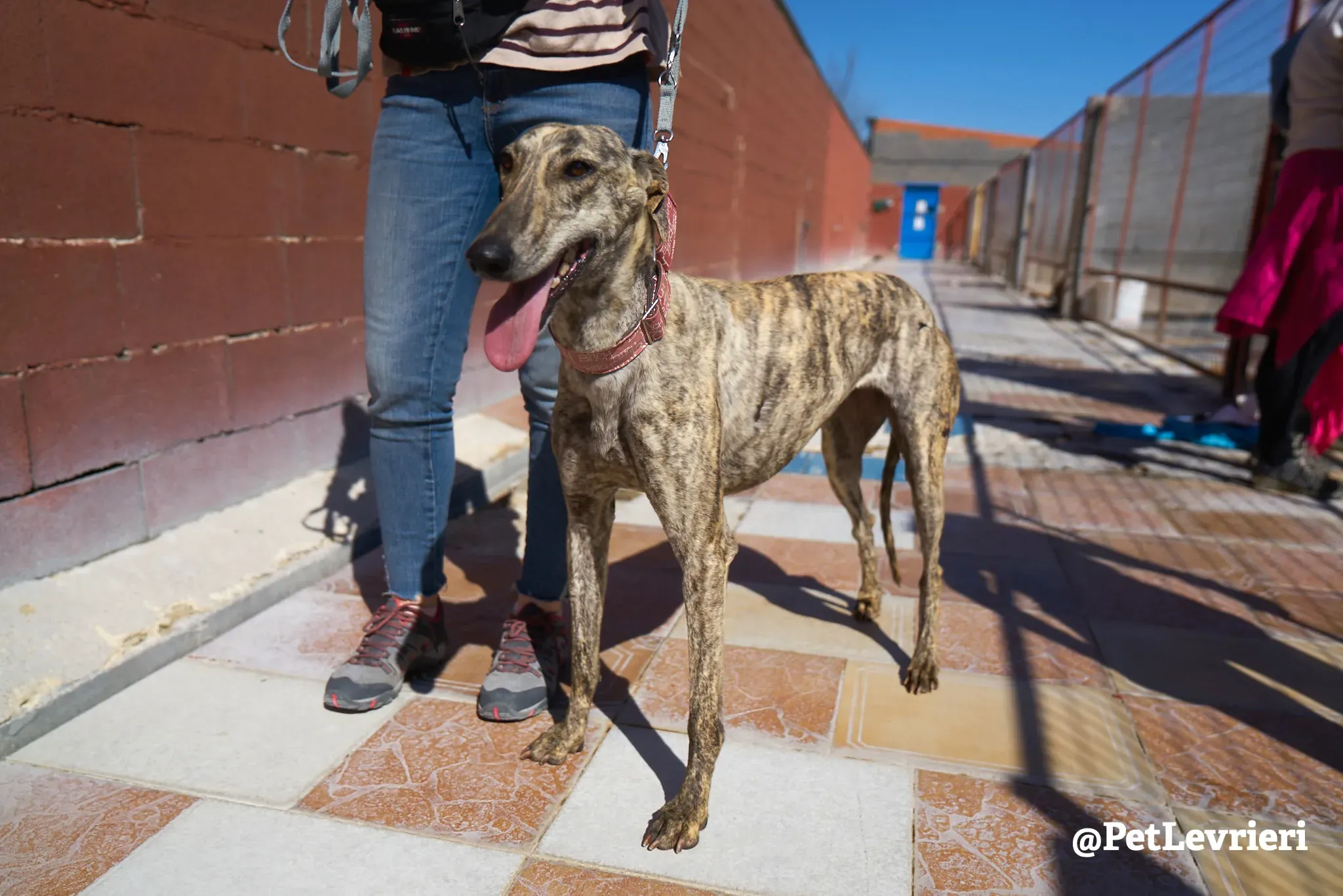 chantilly adozione galgo 5