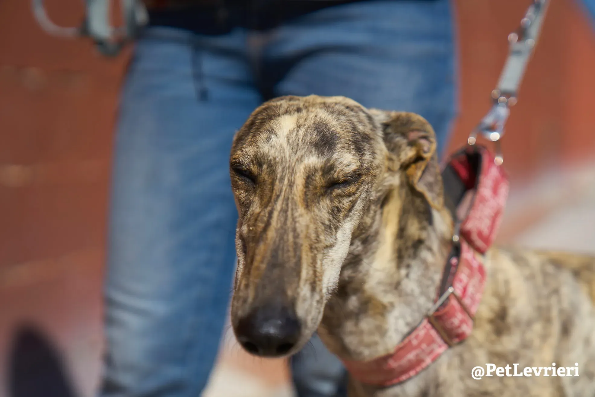 chantilly adozione galgo 6