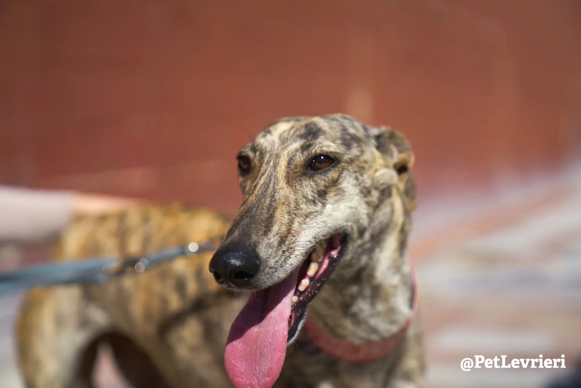 chantilly adozione galgo 7