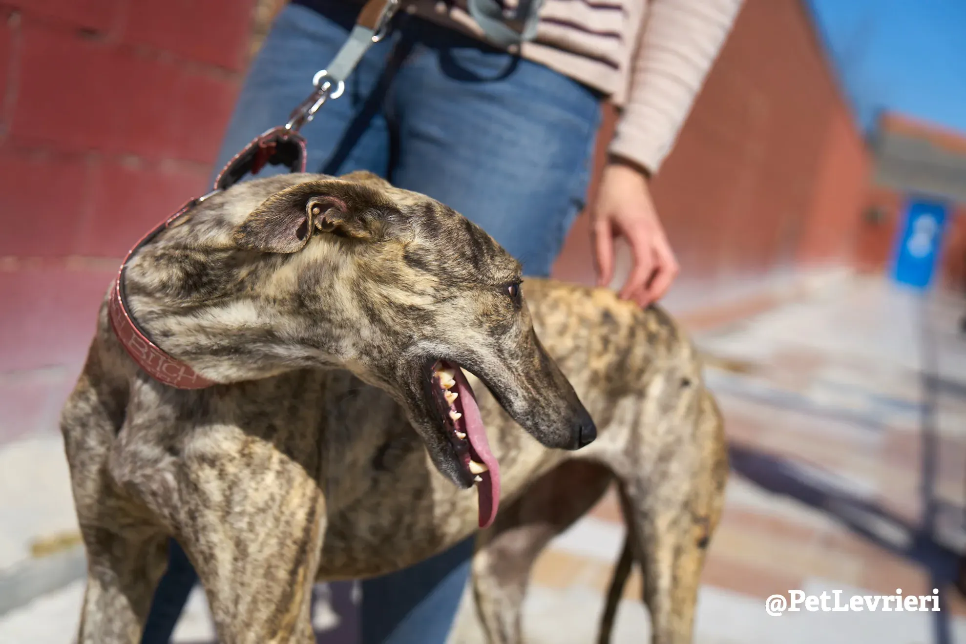 chantilly adozione galgo 8