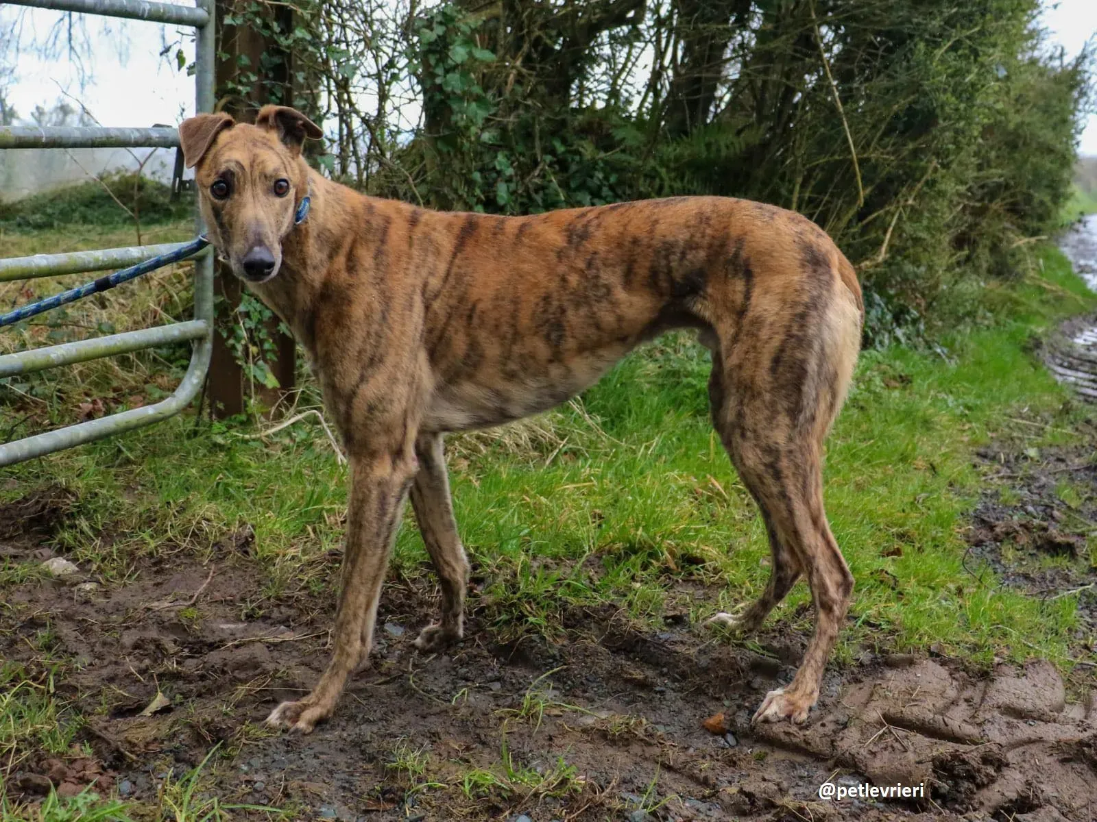 chappie adozione greyhound 1