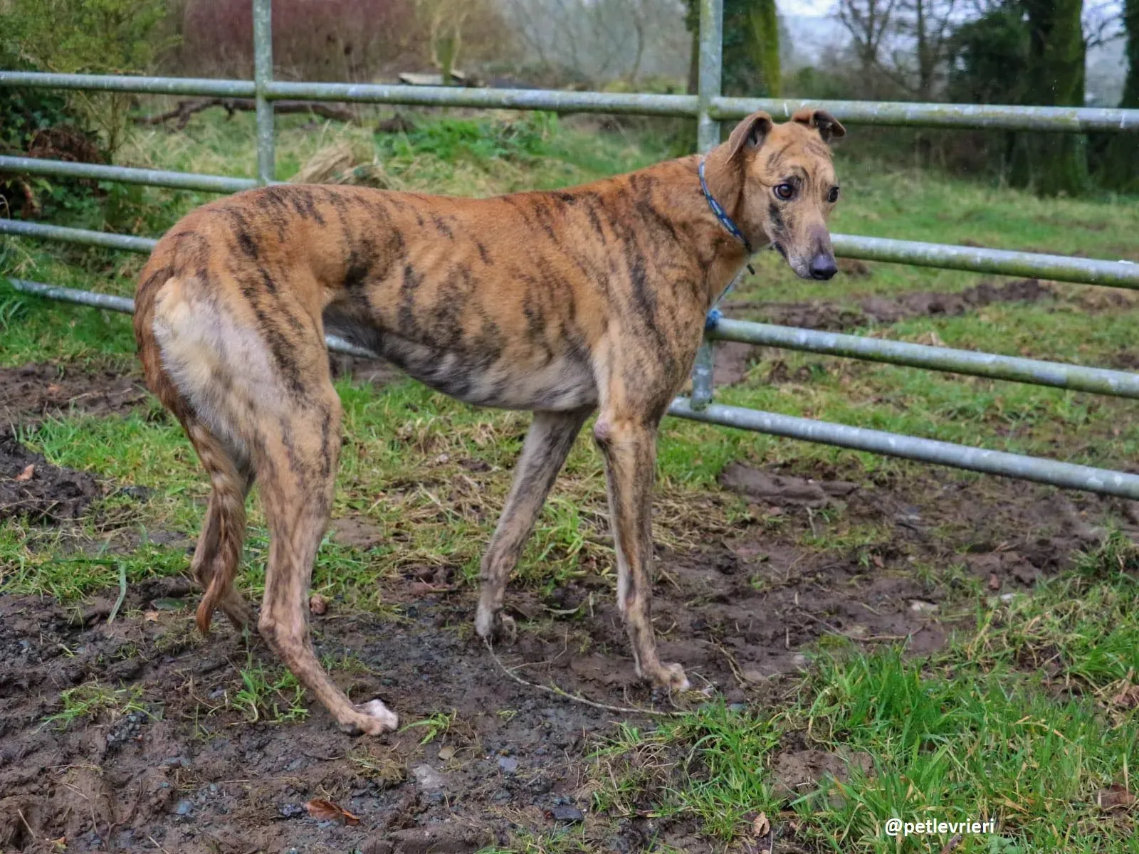 chappie adozione greyhound 2