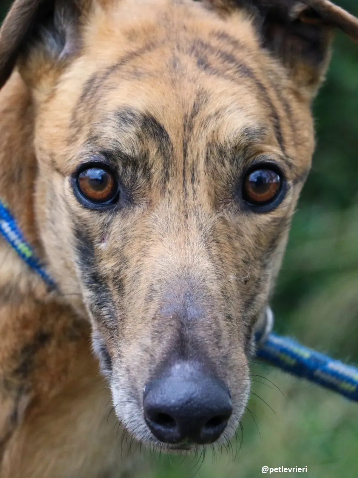 chappie adozione greyhound 3