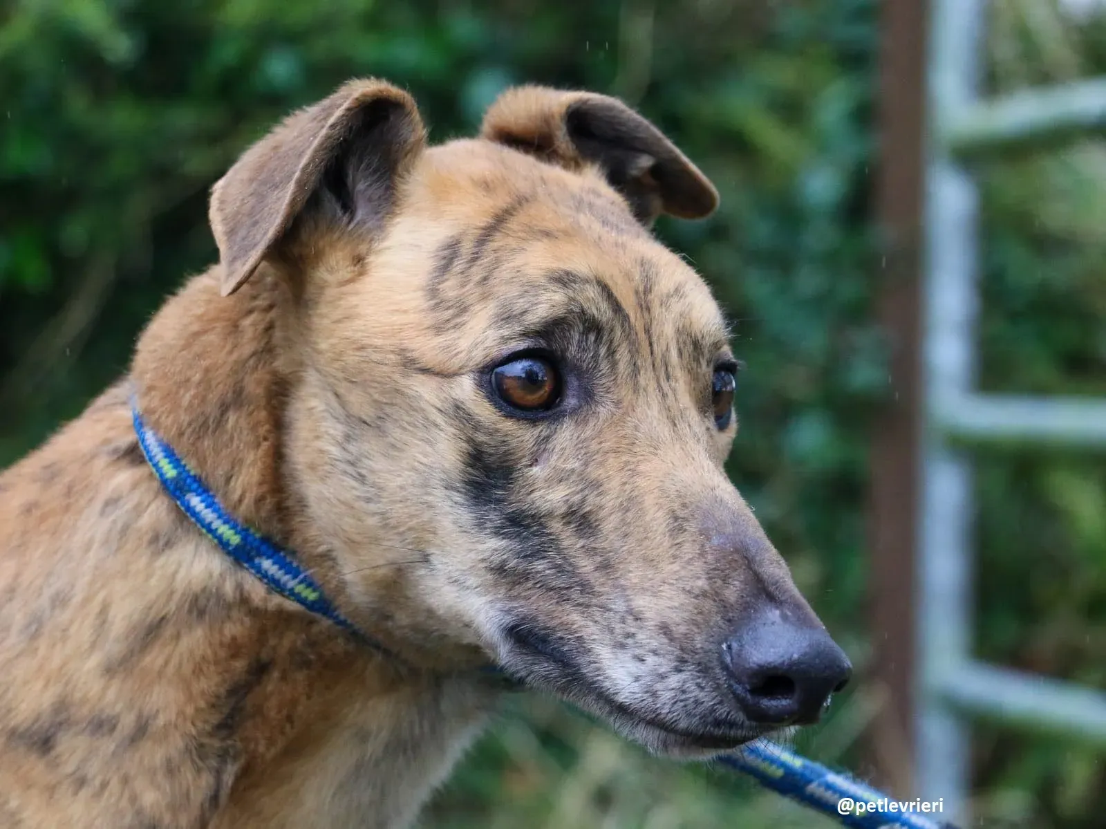 chappie adozione greyhound