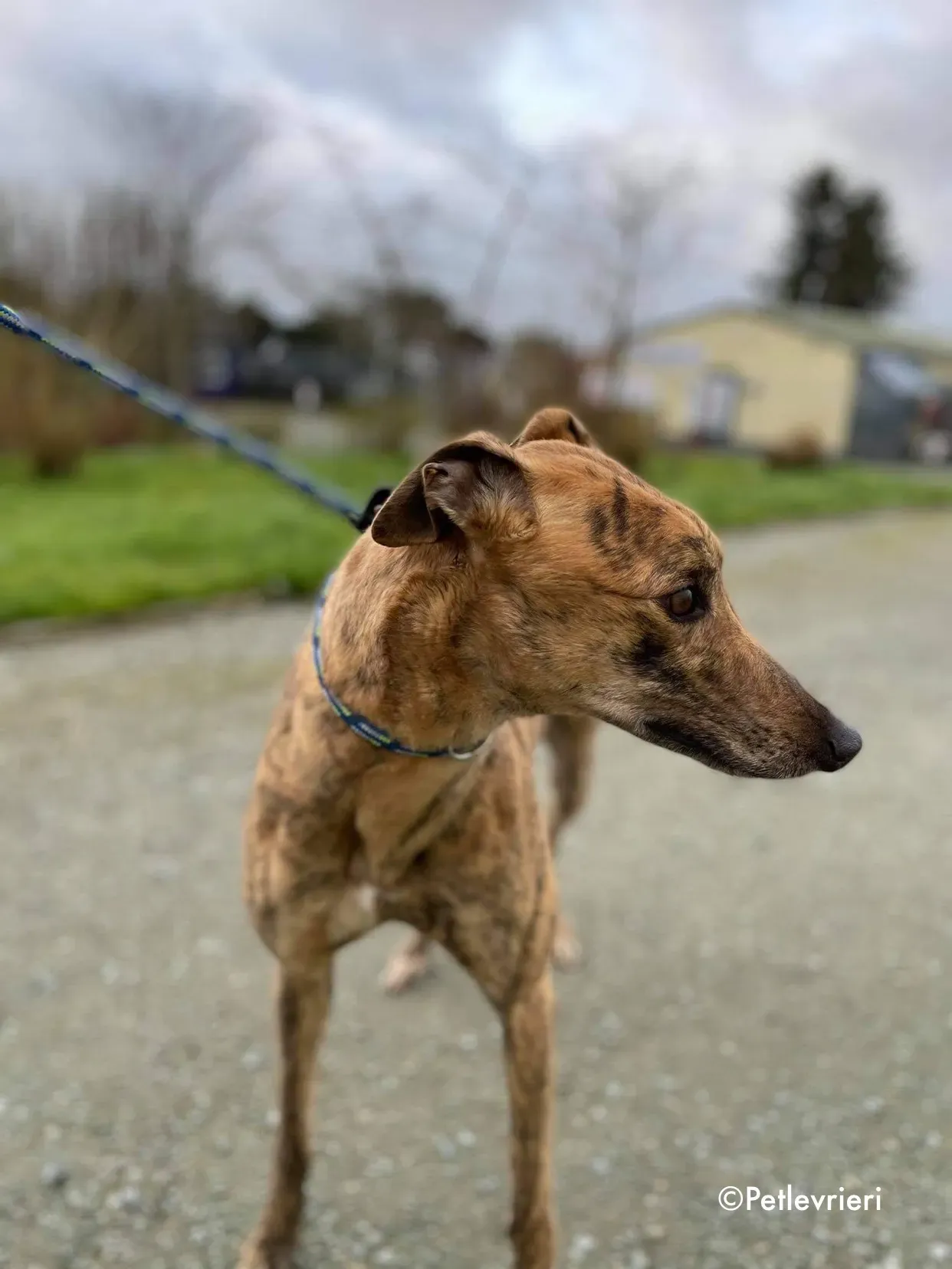 chappie adozione levrieri greyhound 1