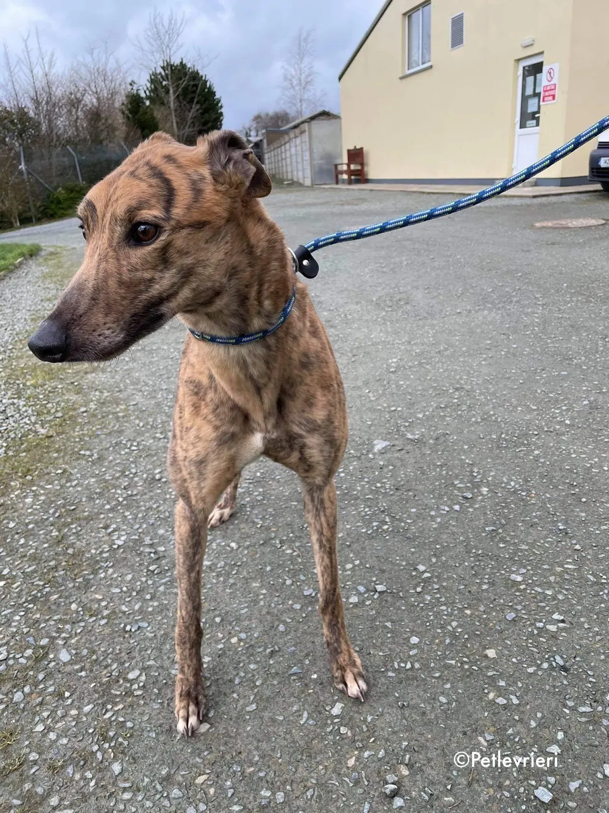 chappie adozione levrieri greyhound 10