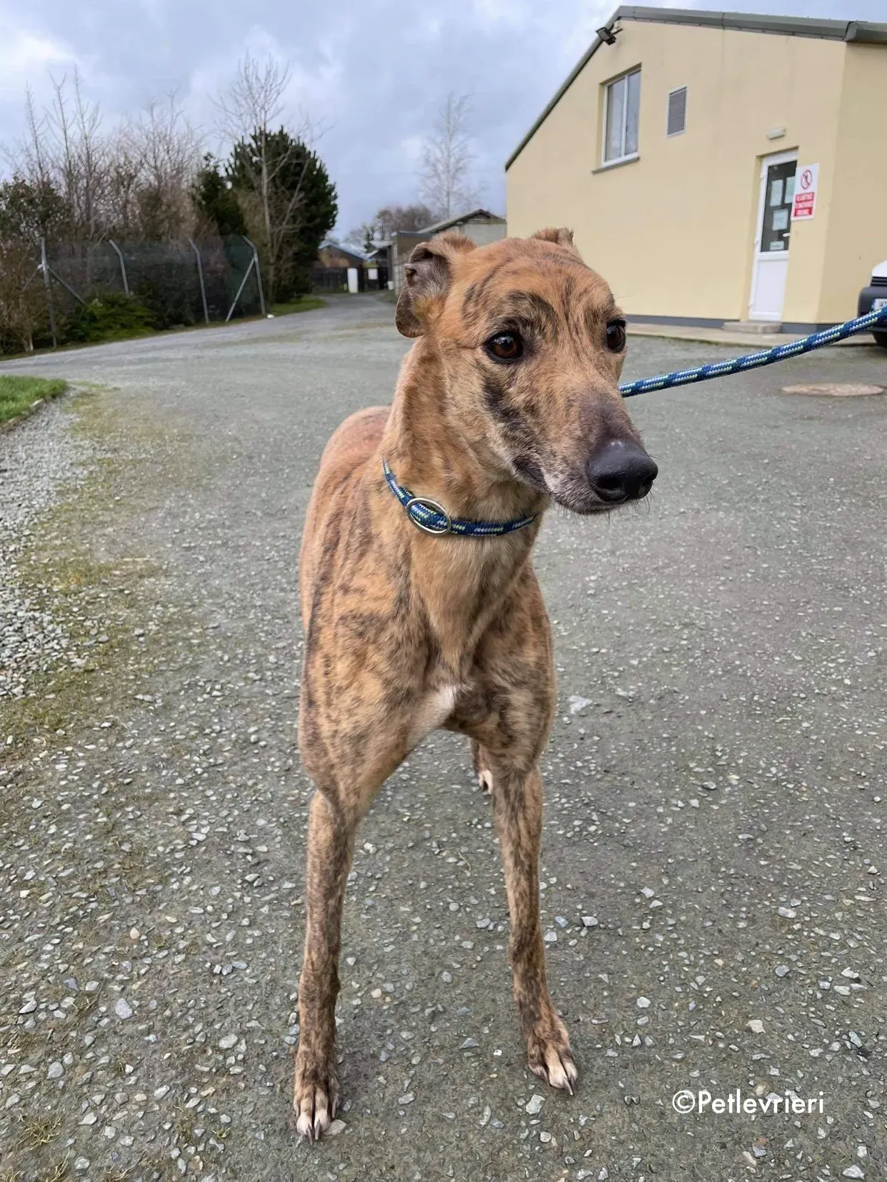 chappie adozione levrieri greyhound 11