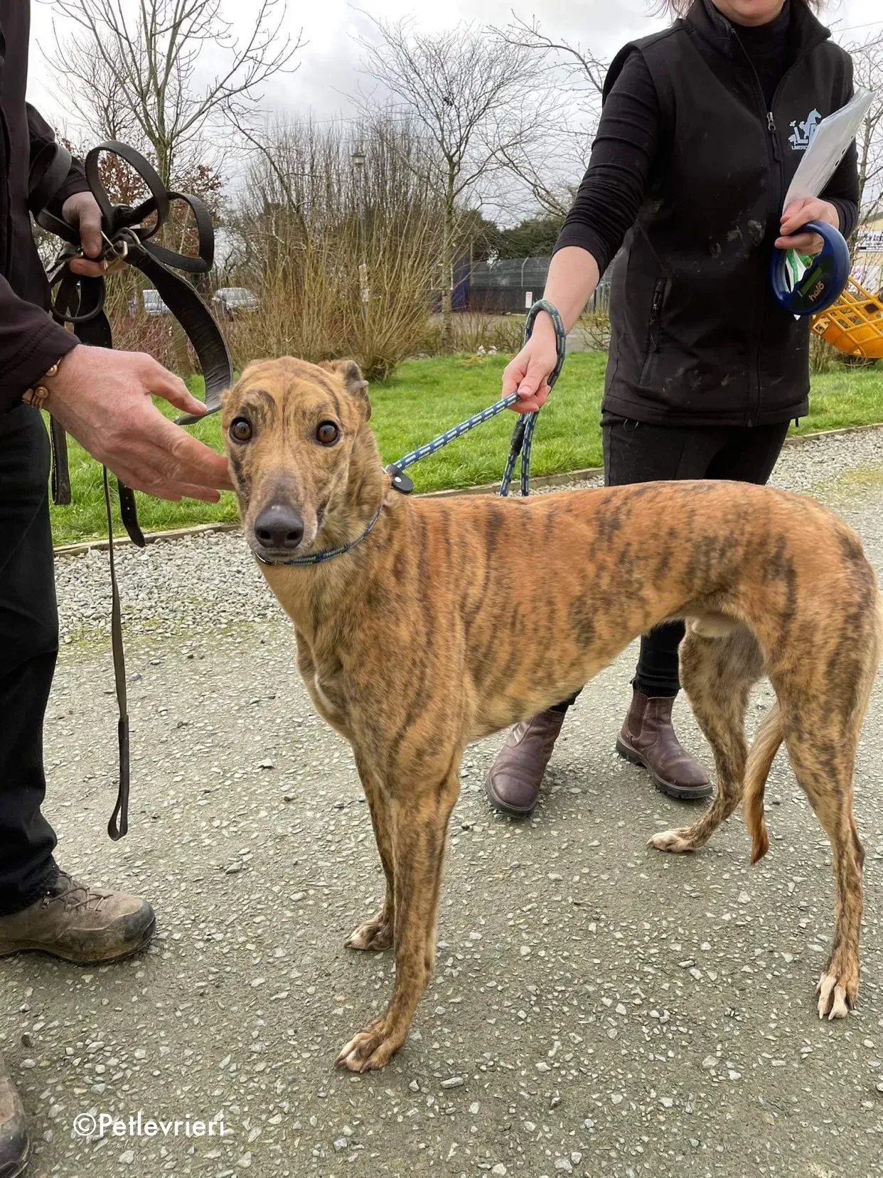 chappie adozione levrieri greyhound 12