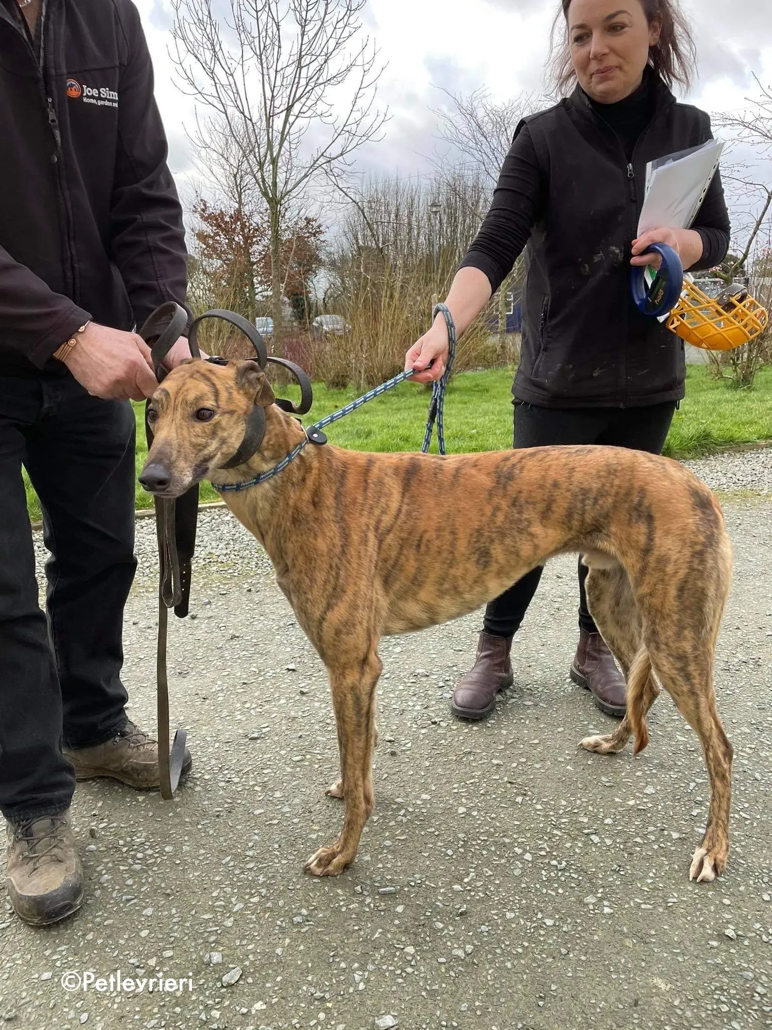 chappie adozione levrieri greyhound 13