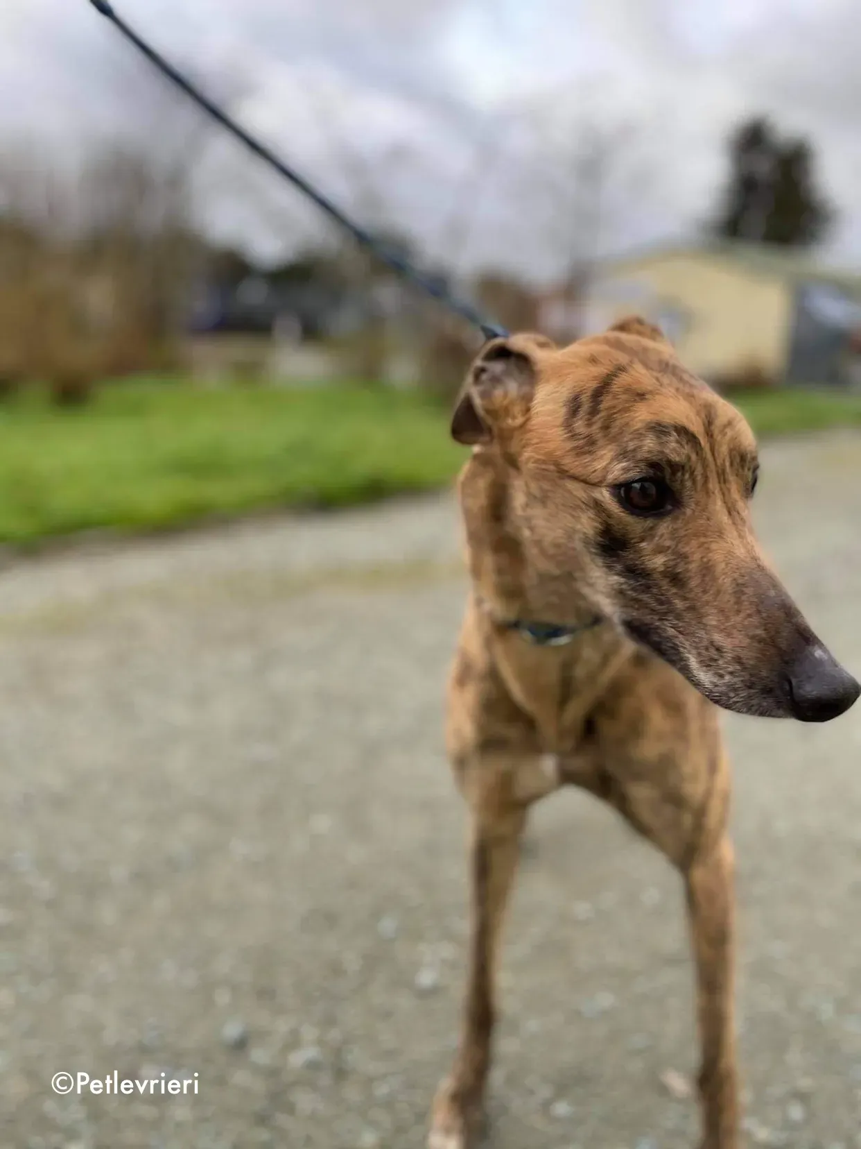 chappie adozione levrieri greyhound 2