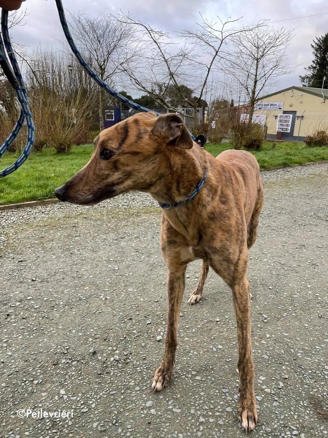 chappie adozione levrieri greyhound 3