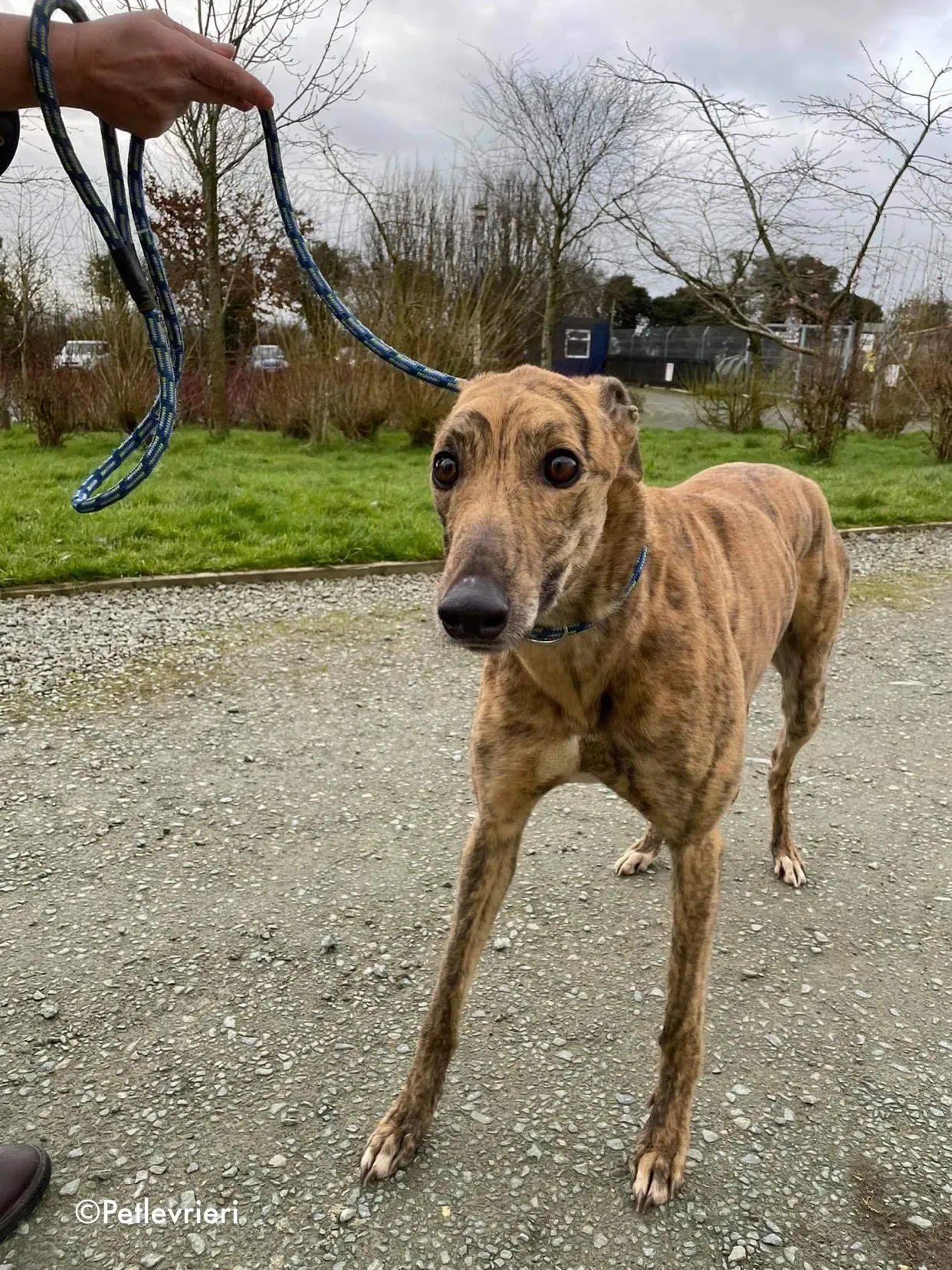 chappie adozione levrieri greyhound 4