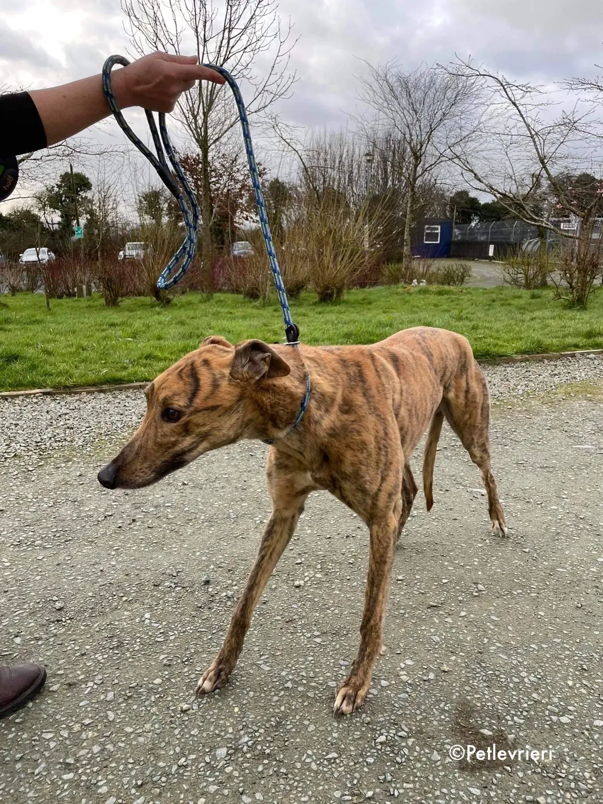 chappie adozione levrieri greyhound 5