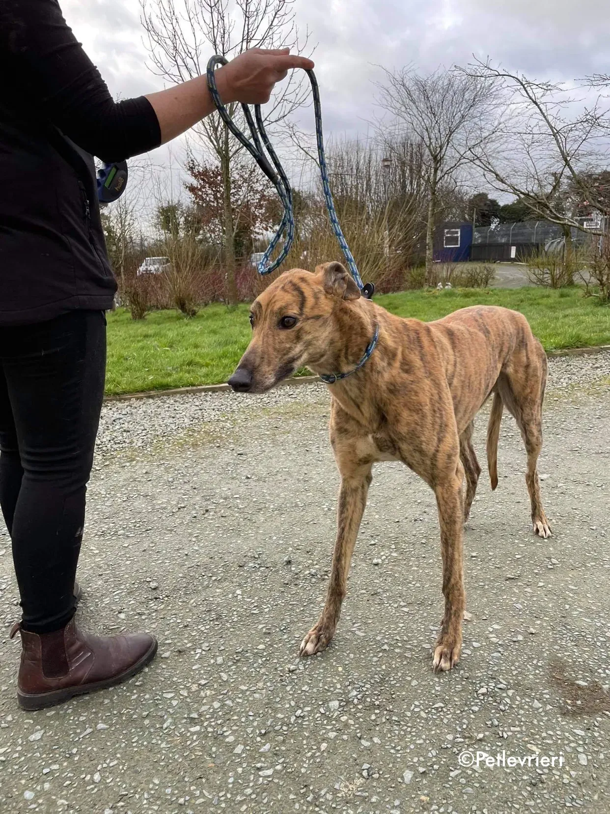 chappie adozione levrieri greyhound 6