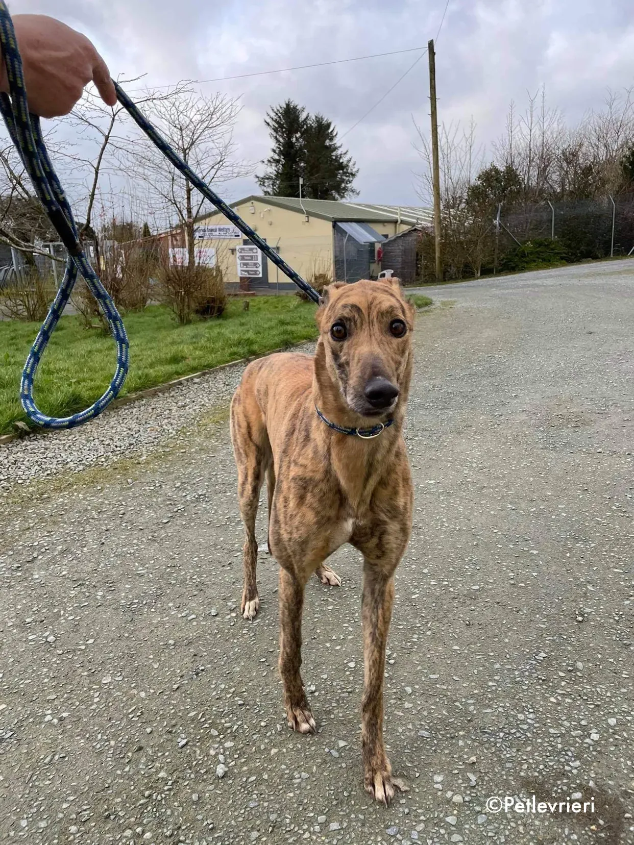 chappie adozione levrieri greyhound 7