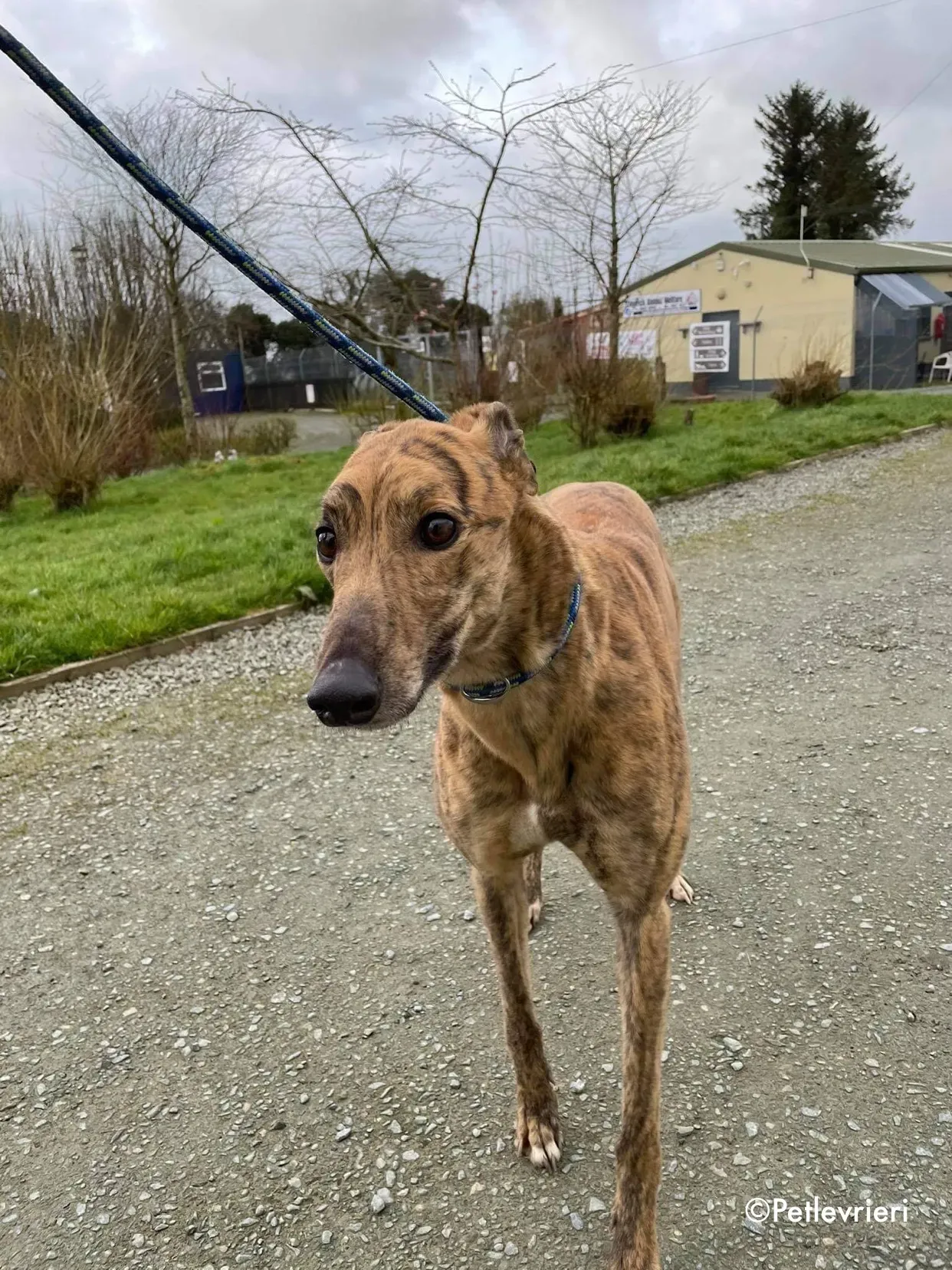 chappie adozione levrieri greyhound 8