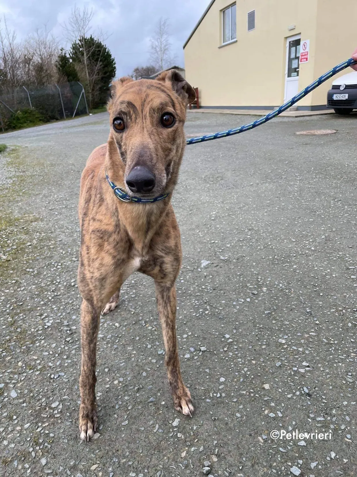 chappie adozione levrieri greyhound 9