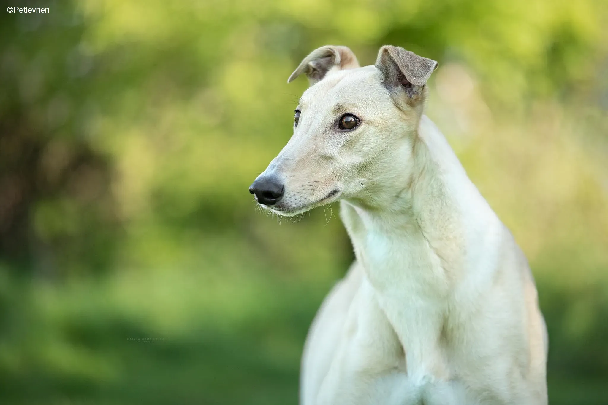 charlie adozione levrieri greyhound 1