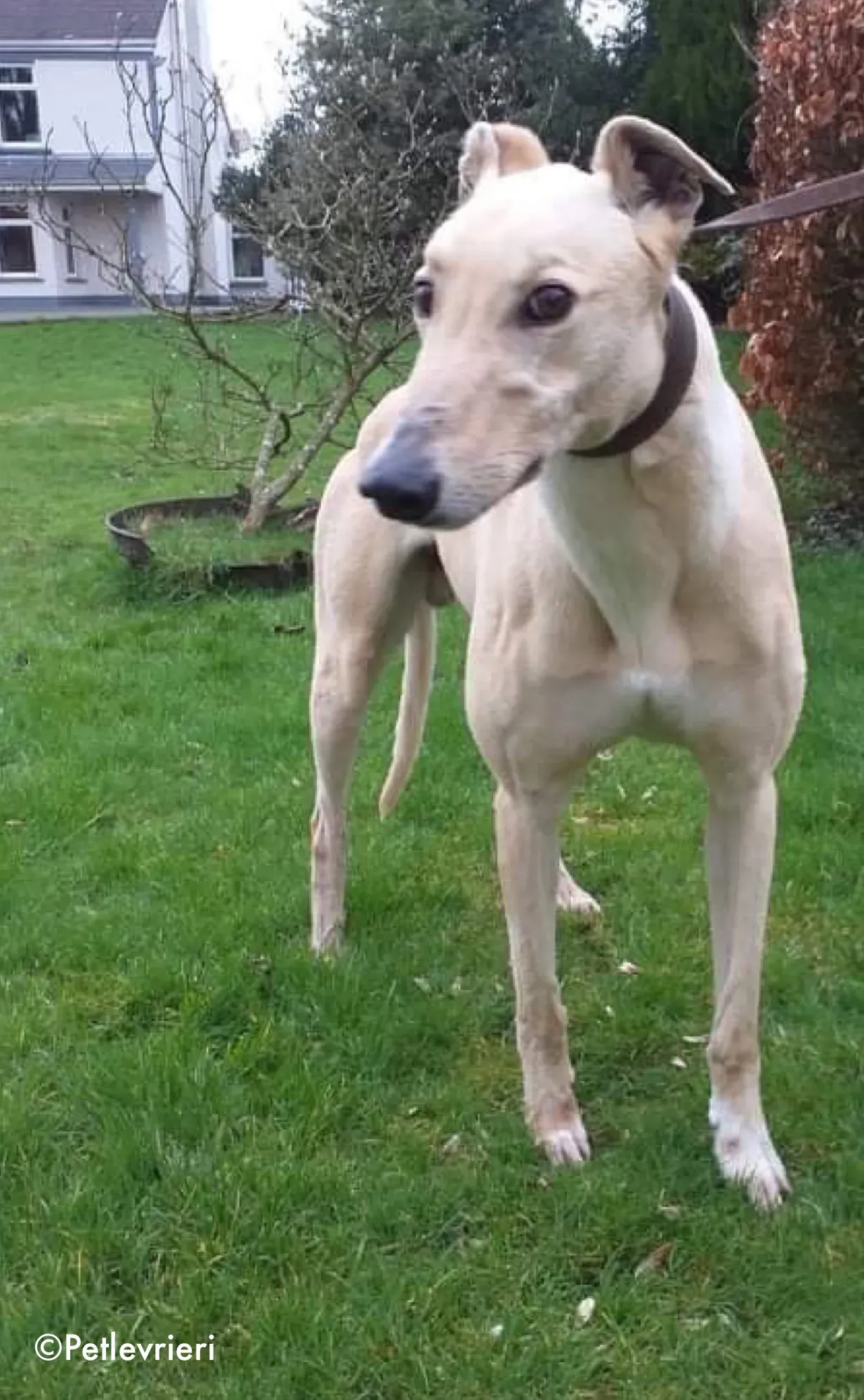 charlie adozione levrieri greyhound 4