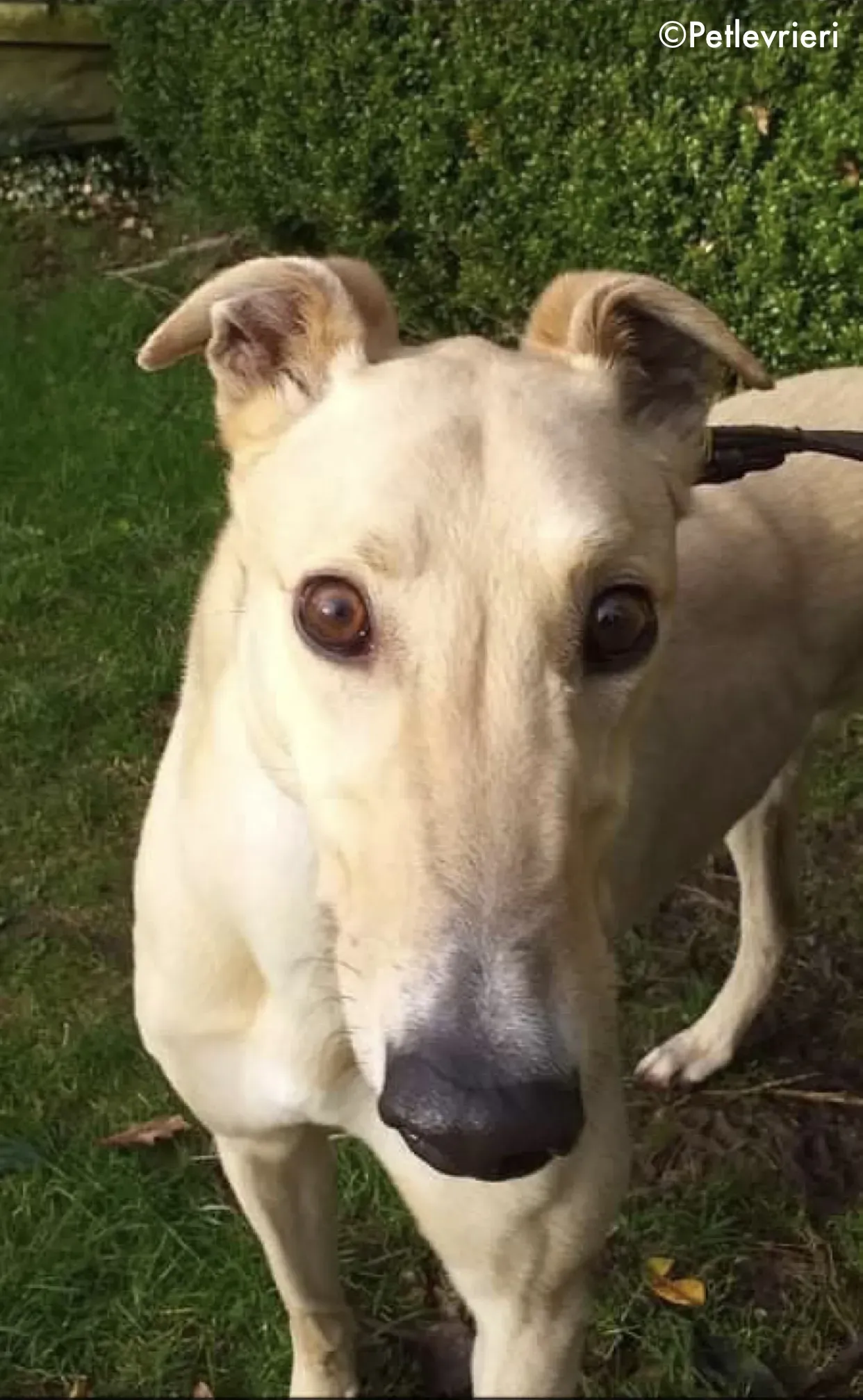 charlie adozione levrieri greyhound 5