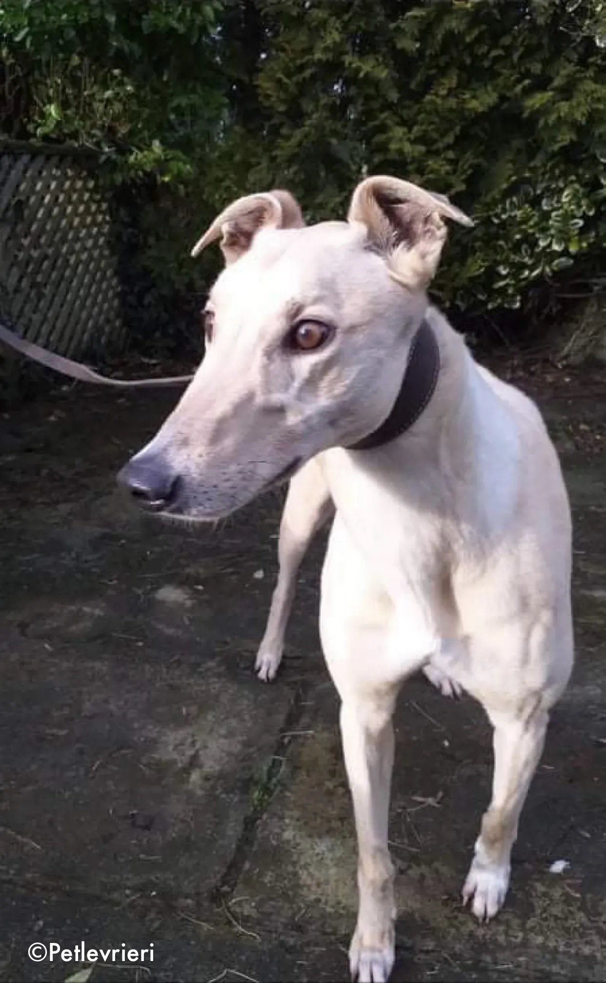 charlie adozione levrieri greyhound 6