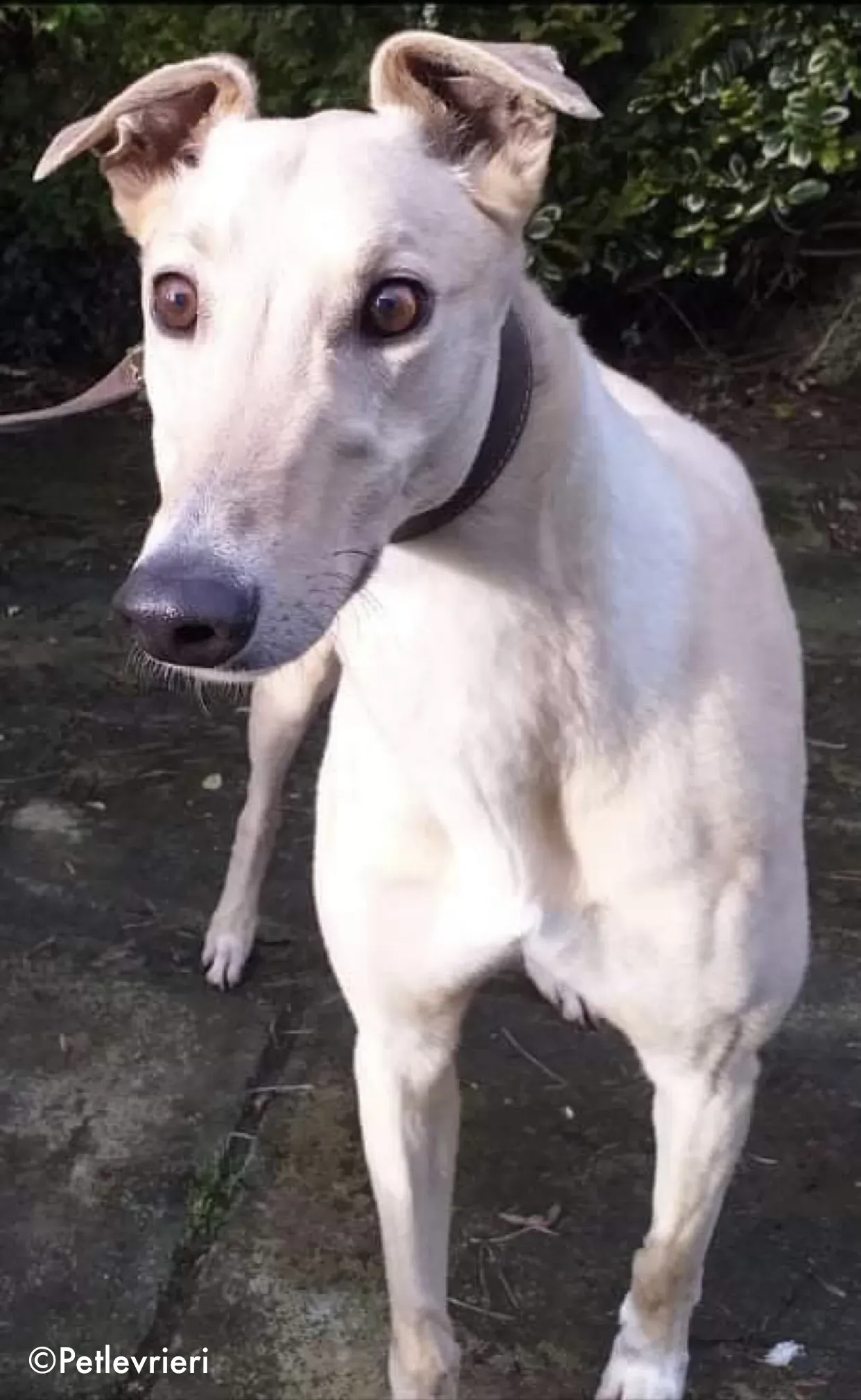 charlie adozione levrieri greyhound 7