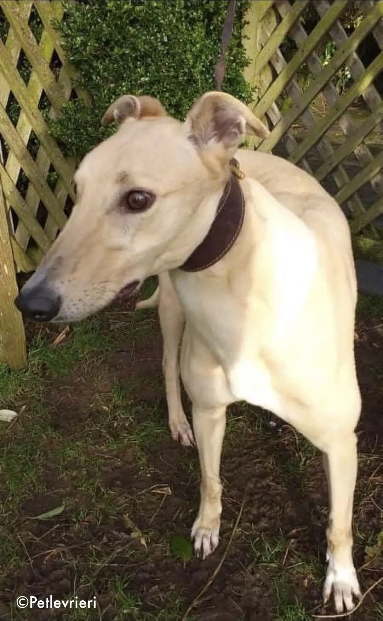 charlie adozione levrieri greyhound 8