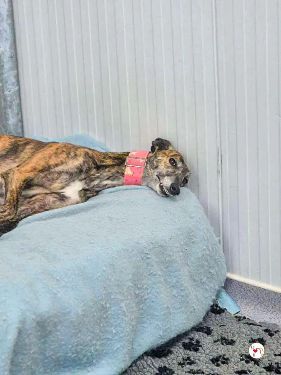 cheerios grey adozione 5