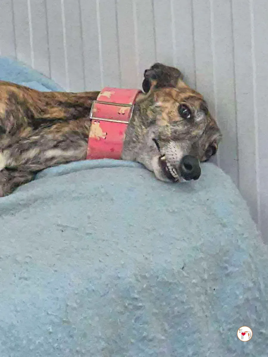 cheerios grey adozione 6