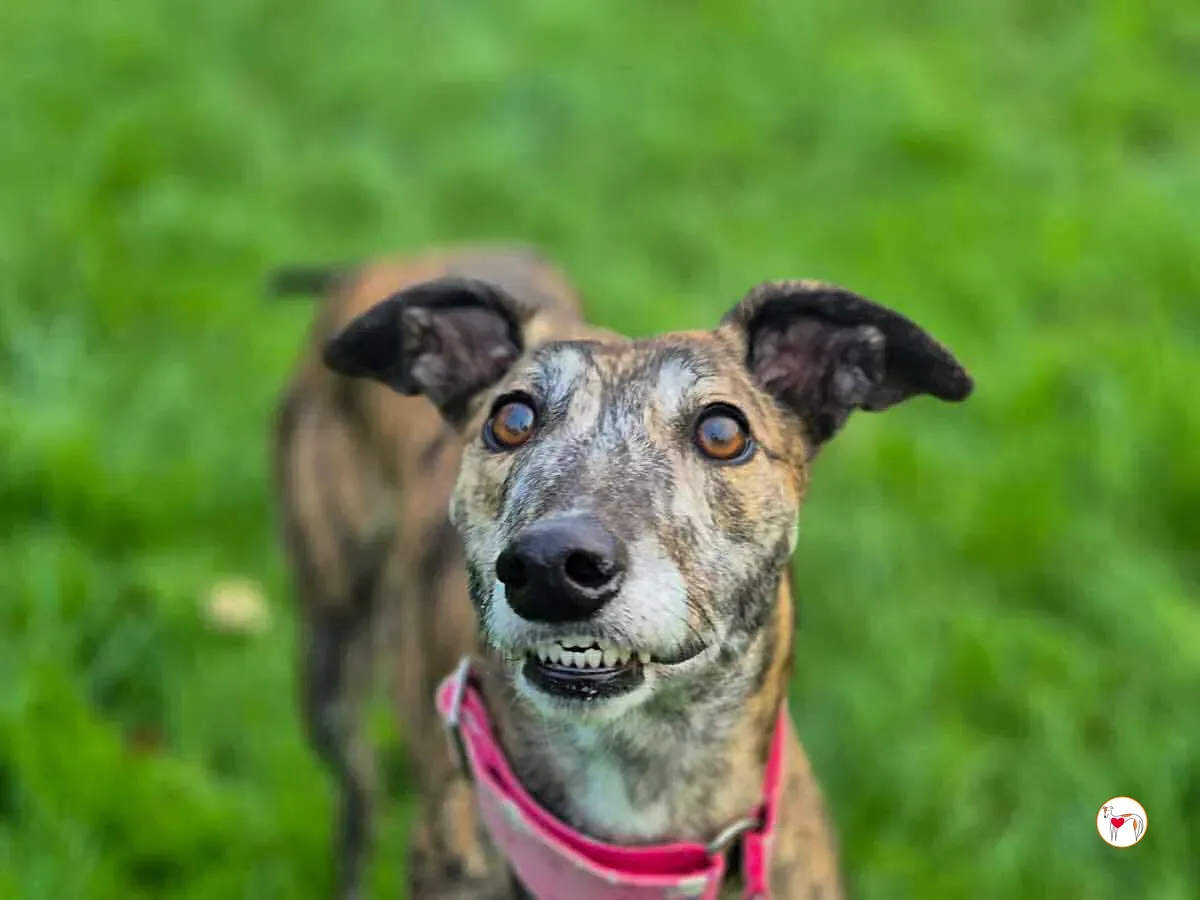 cheerios grey adozionoe 2