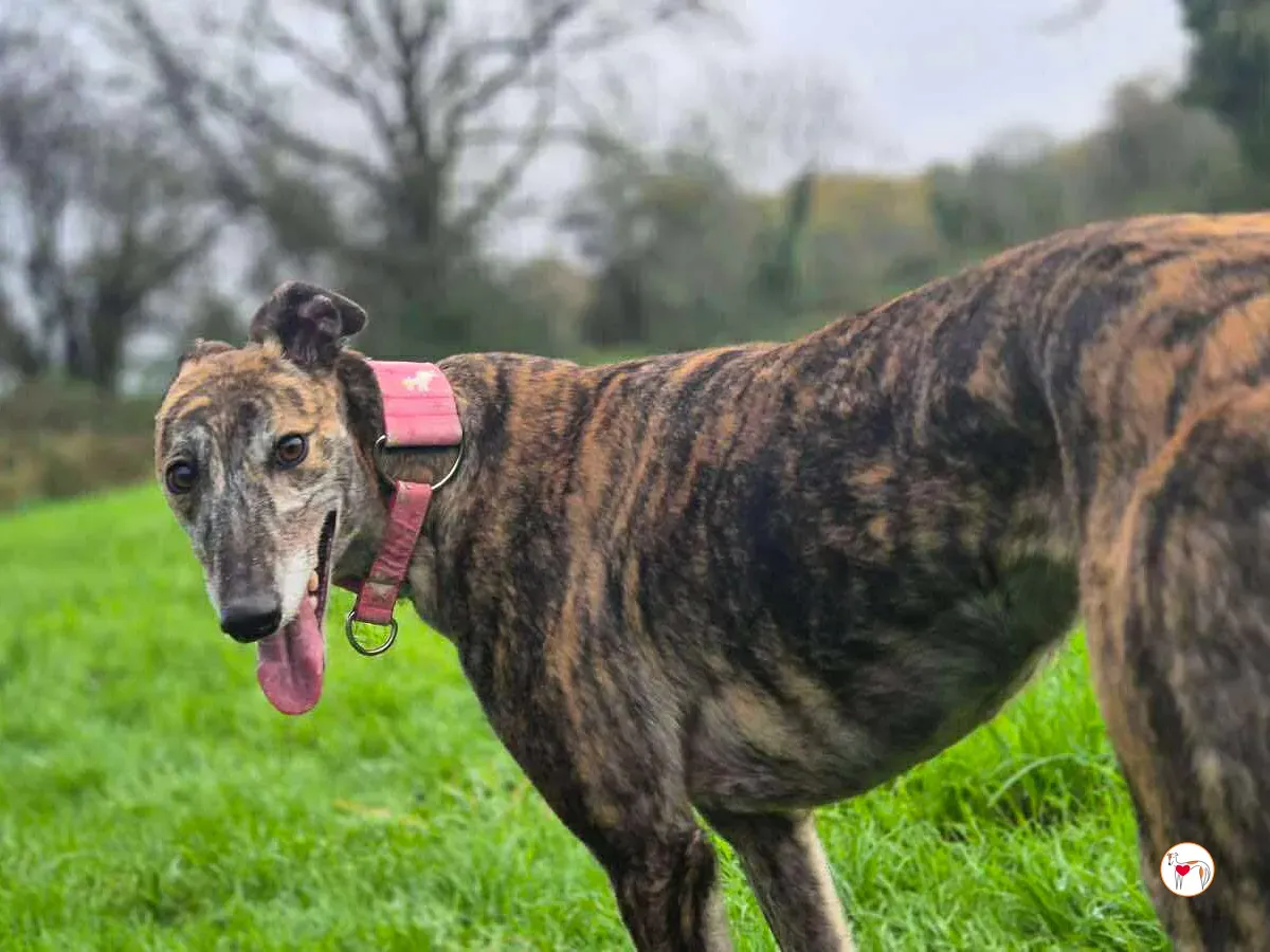 cheerios grey adozionoe 4