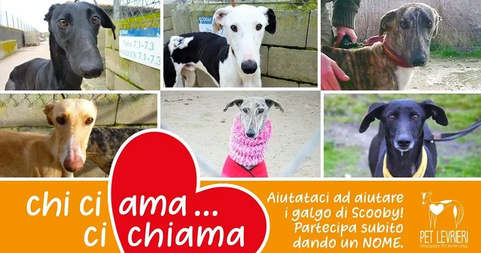 chi ci ama ci chiama adozione levrieri galgo