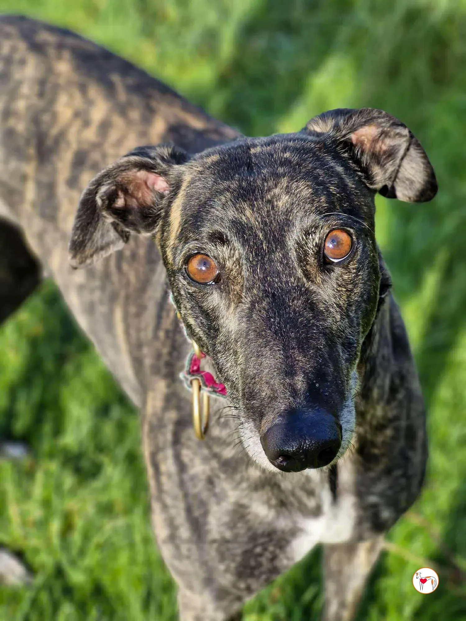 chianti grey adozione 1