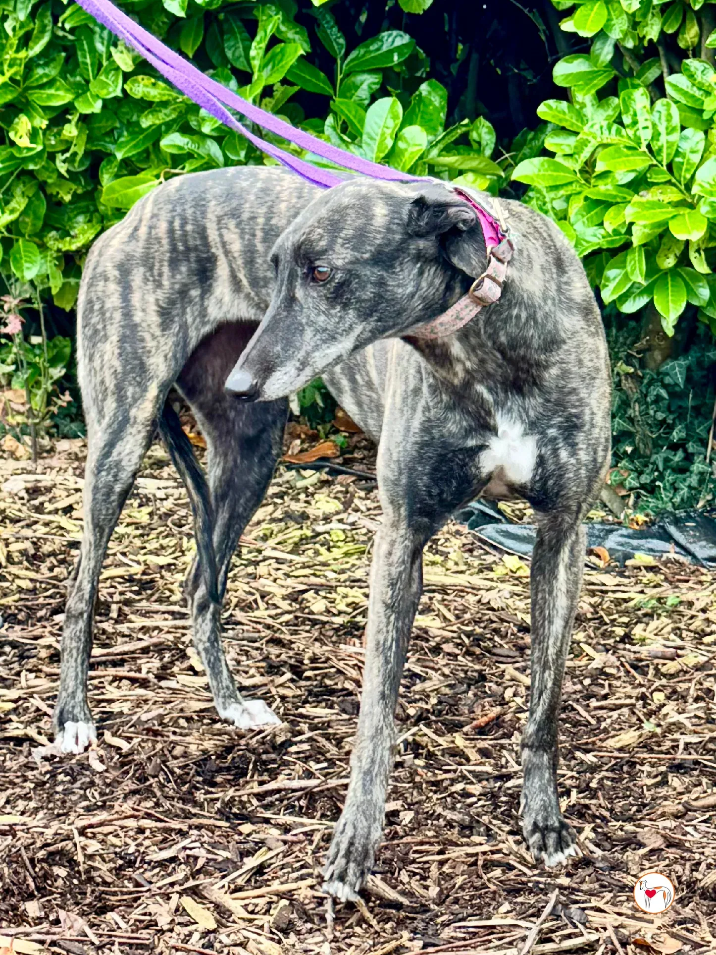 chianti grey adozione 10