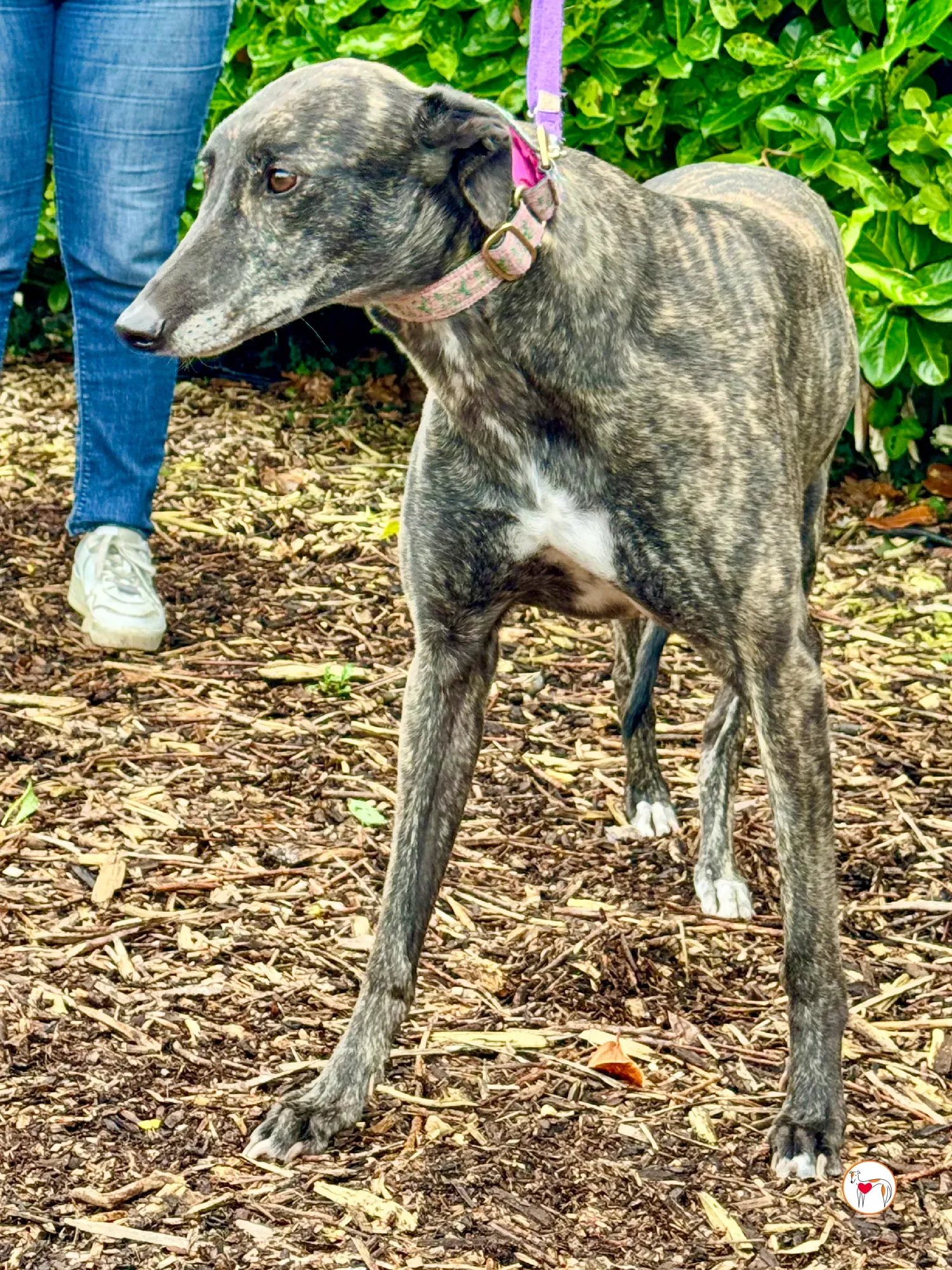 chianti grey adozione 11