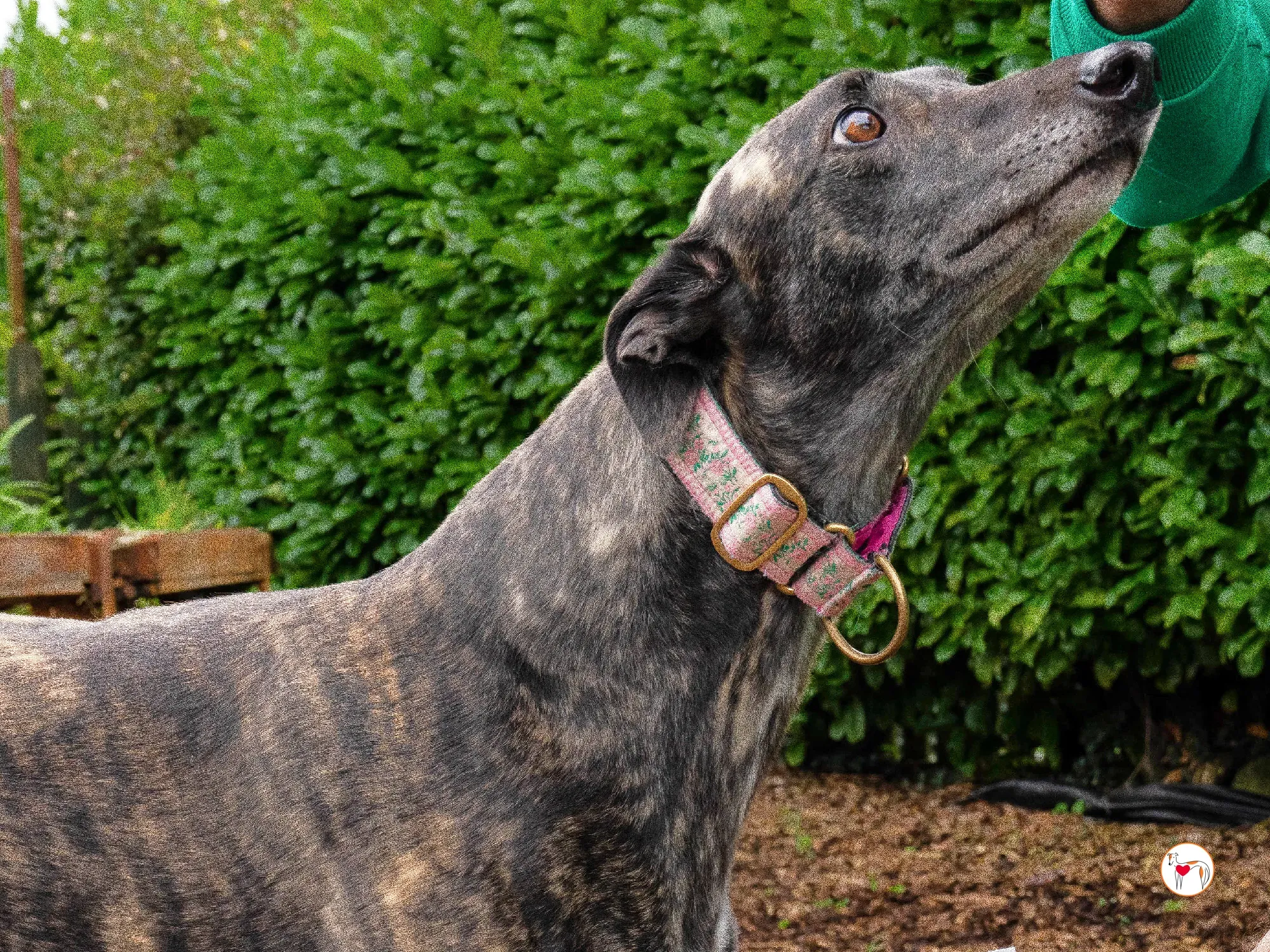 chianti grey adozione 12