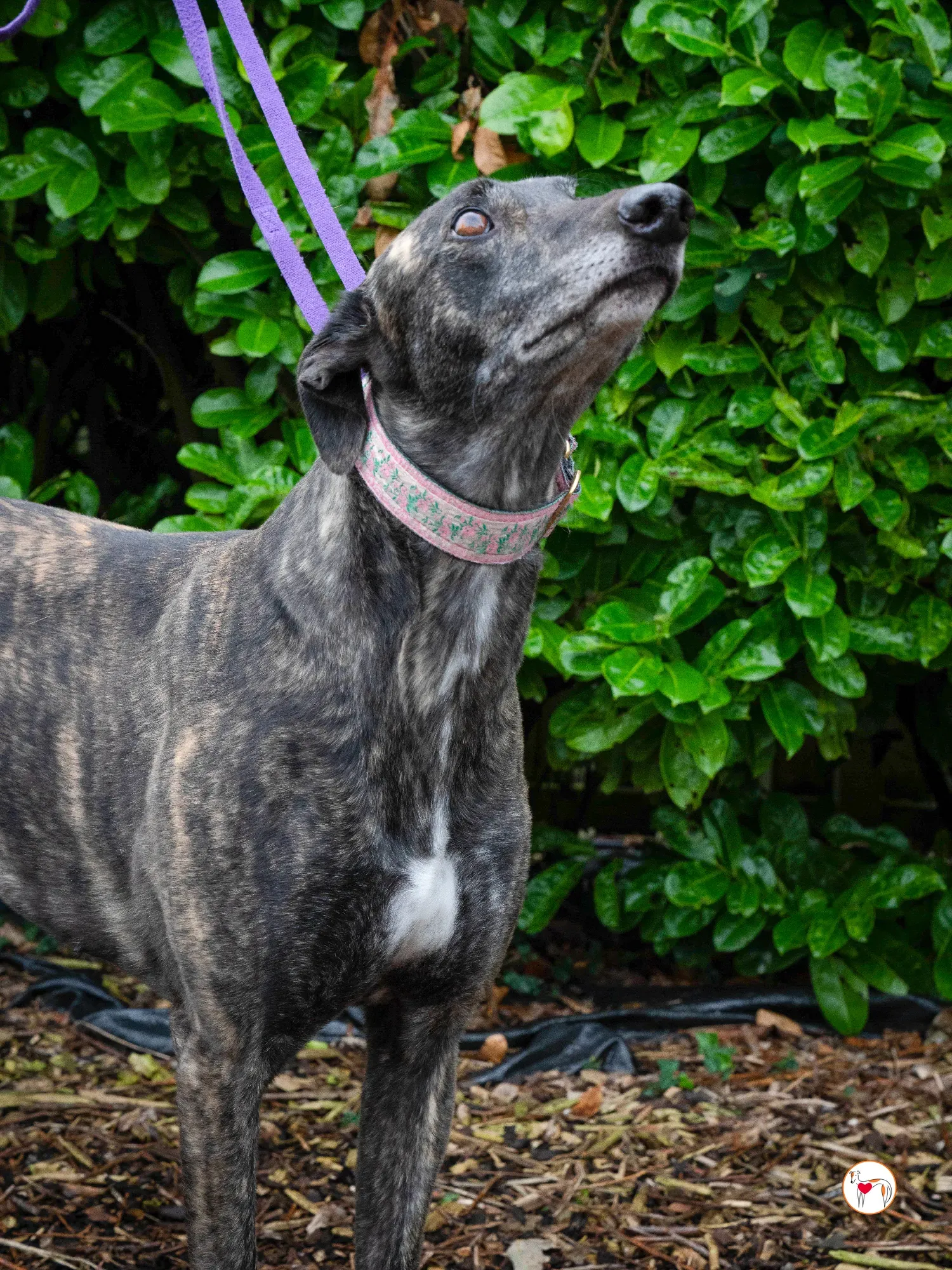 chianti grey adozione 13