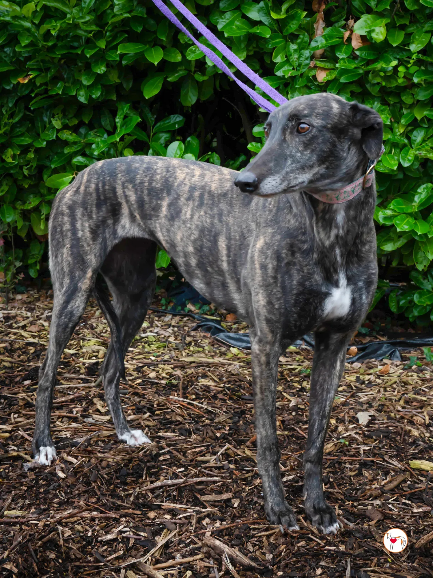 chianti grey adozione 14