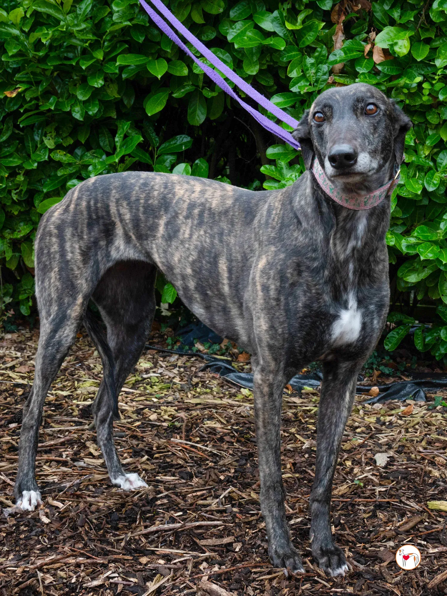 chianti grey adozione 15