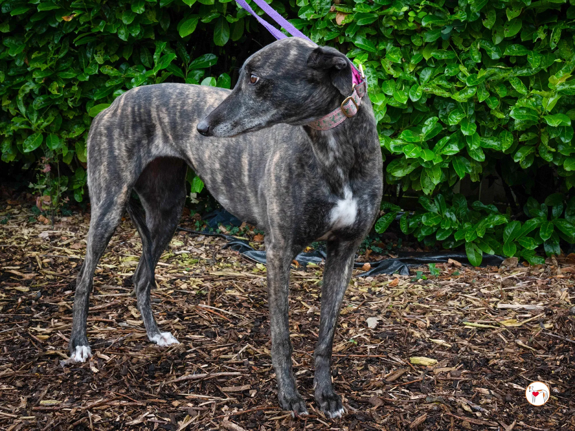 chianti grey adozione 16