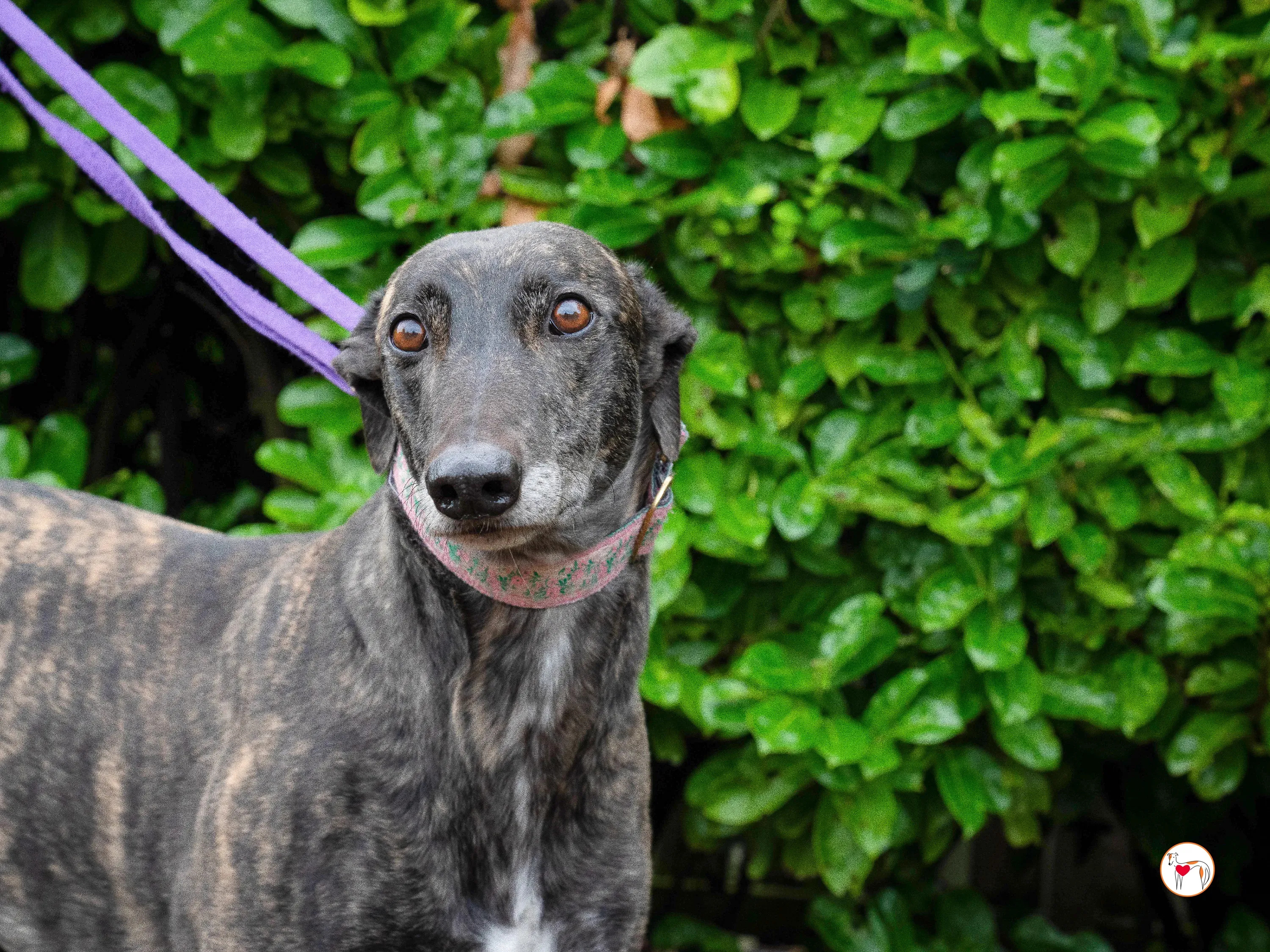 chianti grey adozione 17