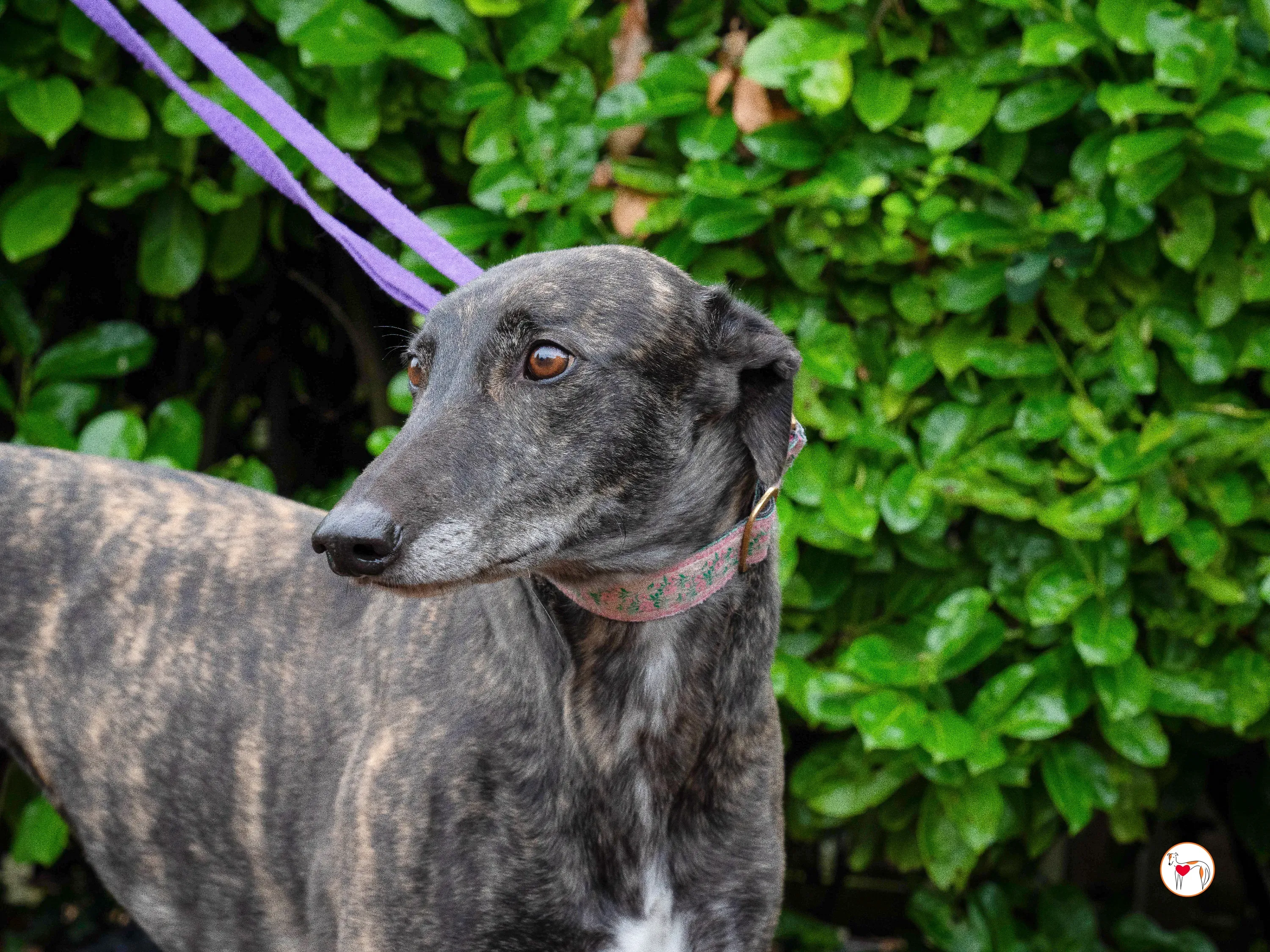 chianti grey adozione 18