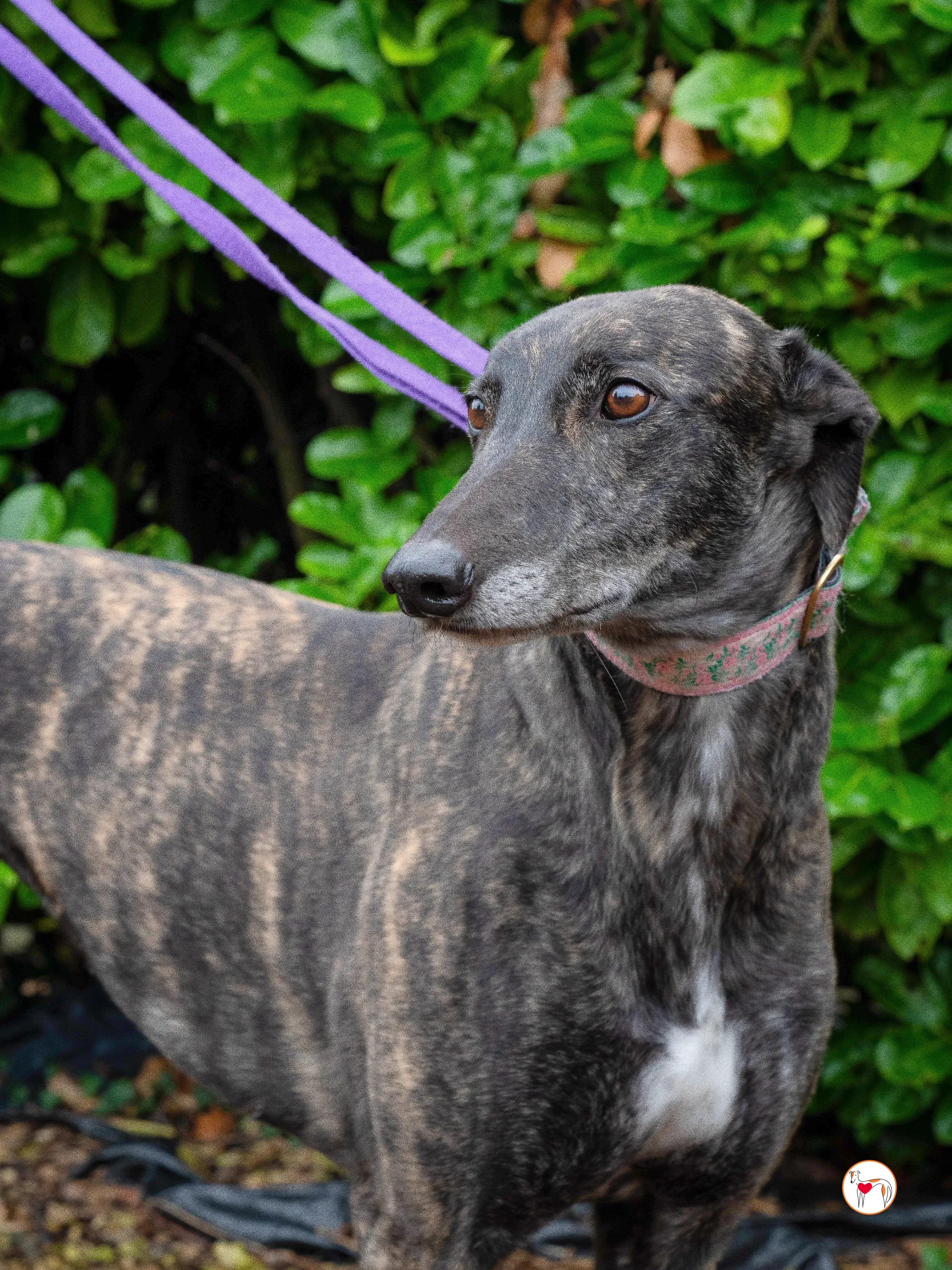 chianti grey adozione 19